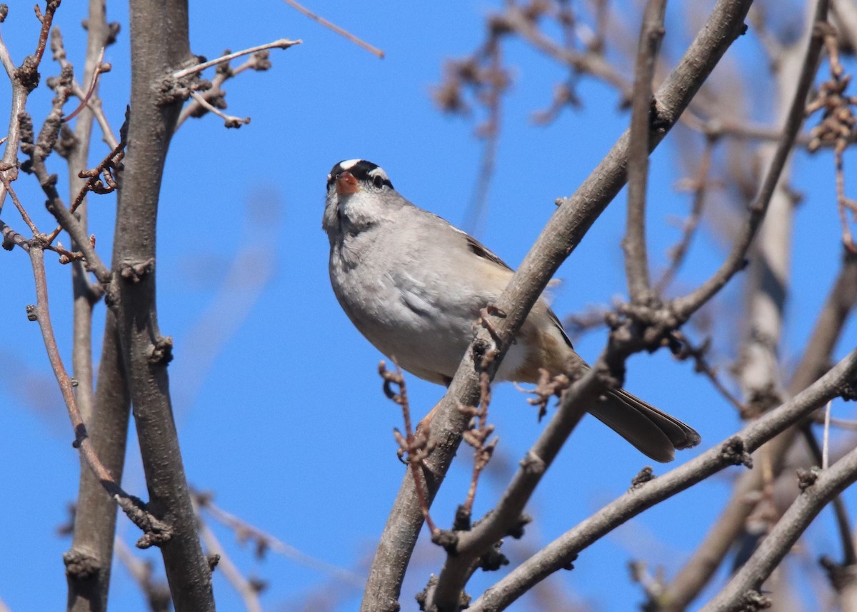 White-crowned Sparrow - ML631546021
