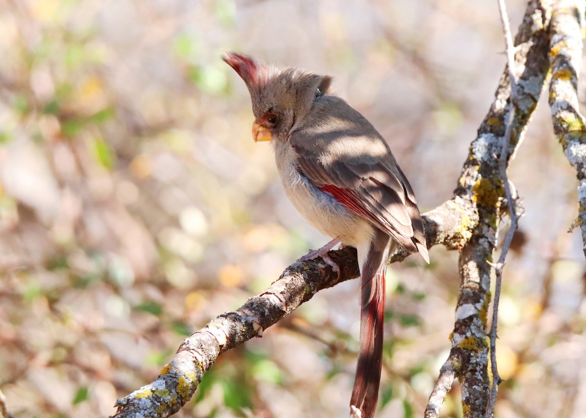 Pyrrhuloxia - ML631546040