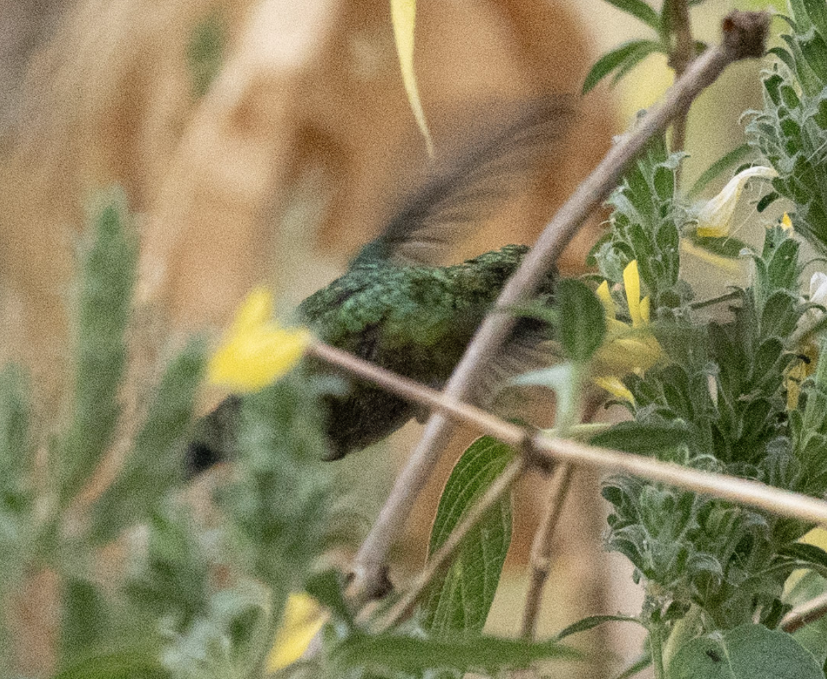 Golden-crowned Emerald - ML631546083