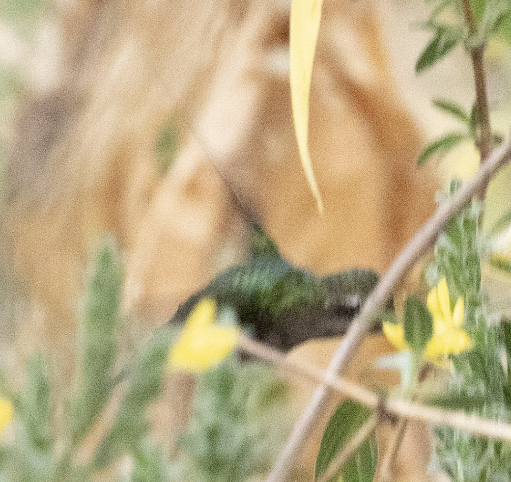 Golden-crowned Emerald - ML631546088