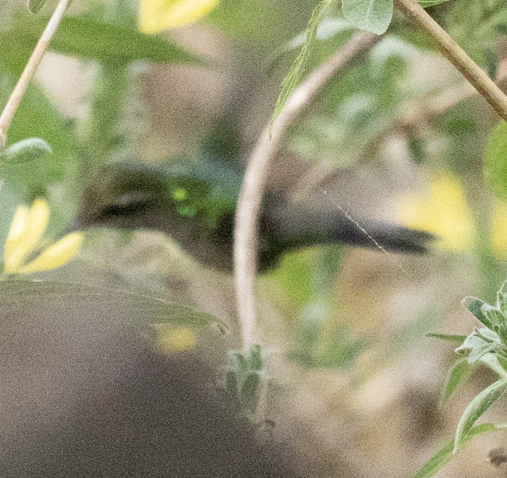 Golden-crowned Emerald - ML631546106