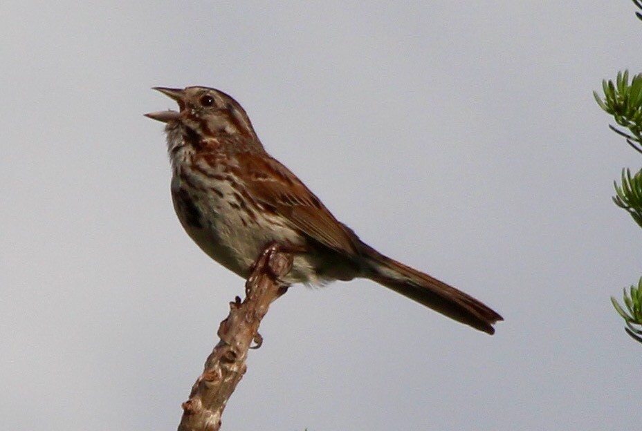 Song Sparrow - ML63154611