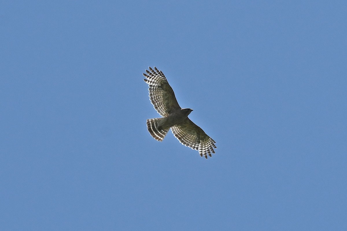 Red-shouldered Hawk - ML631546113