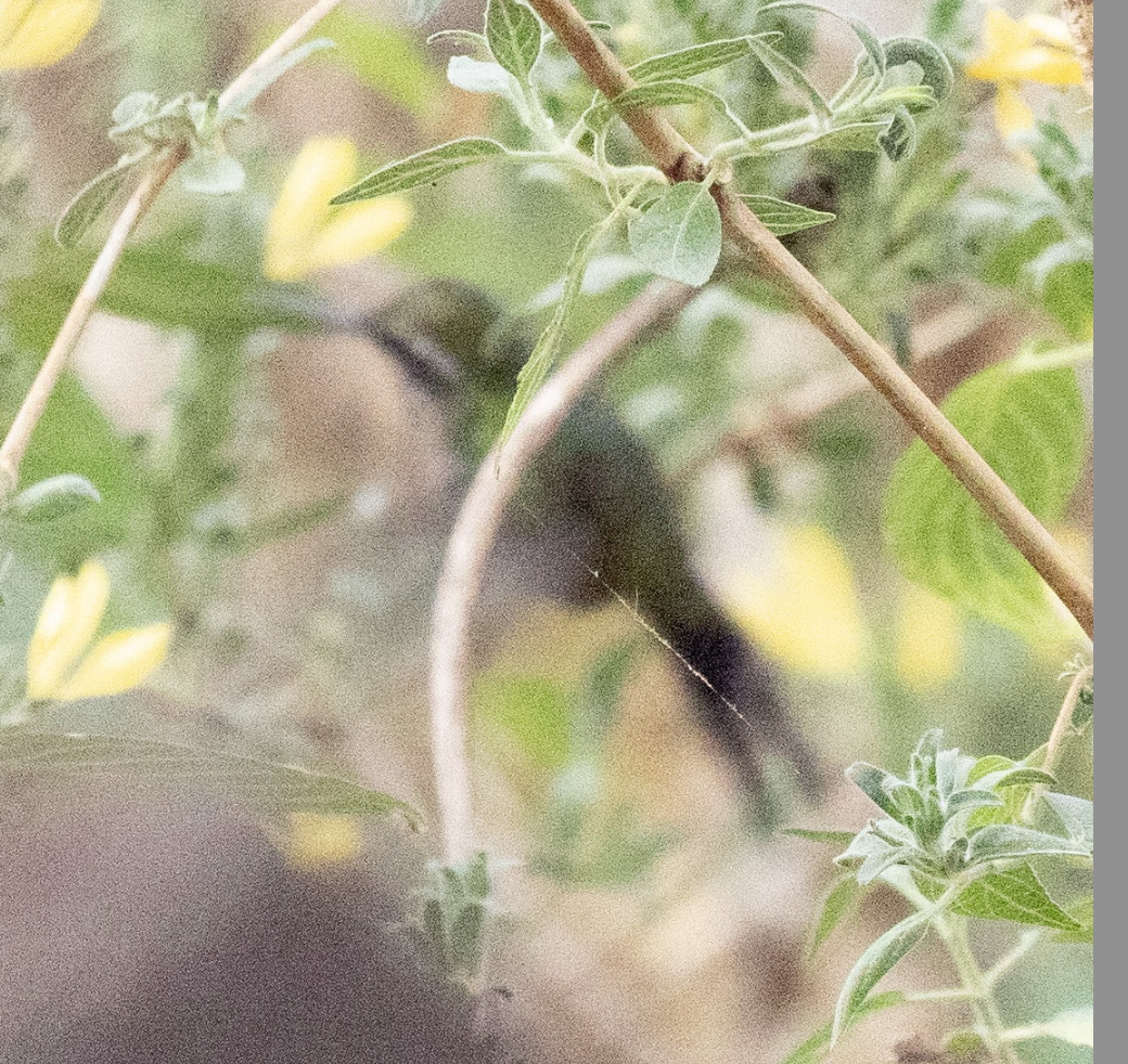 Golden-crowned Emerald - ML631546118