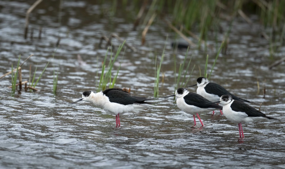 Black-winged Stilt - ML631546147