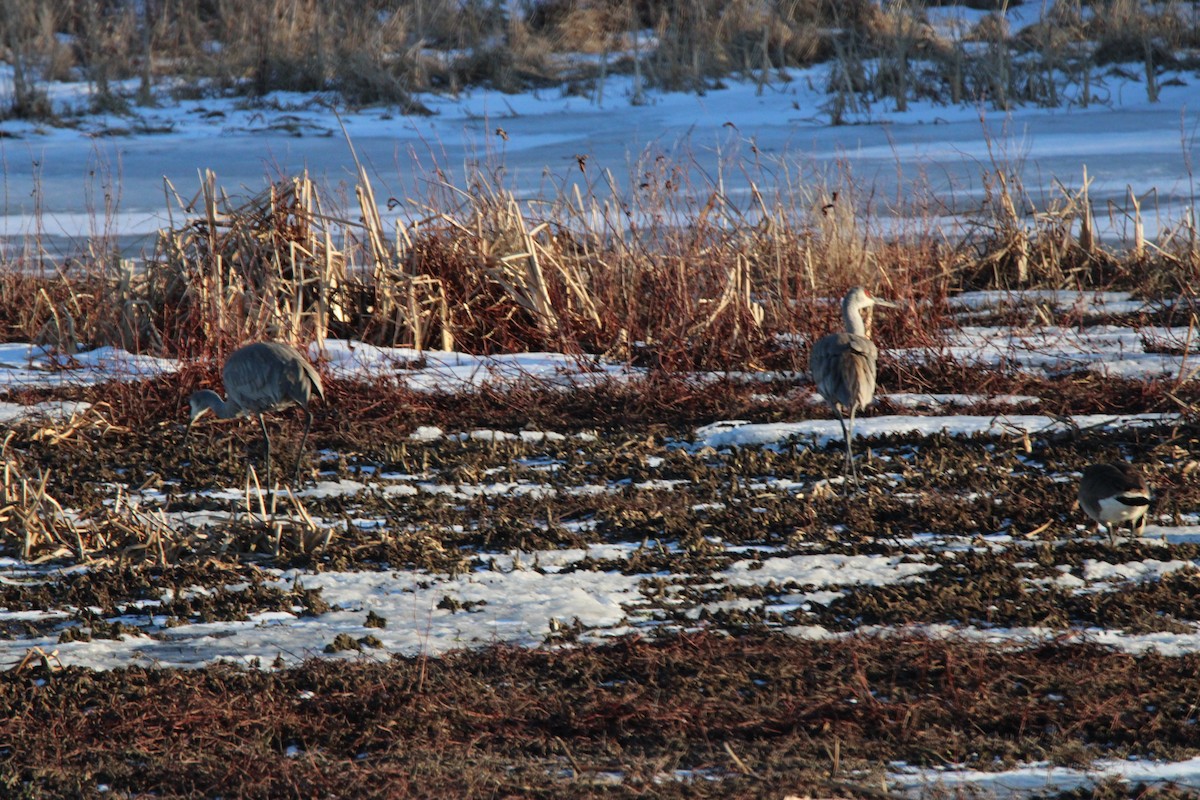 Grulla Canadiense - ML631546338