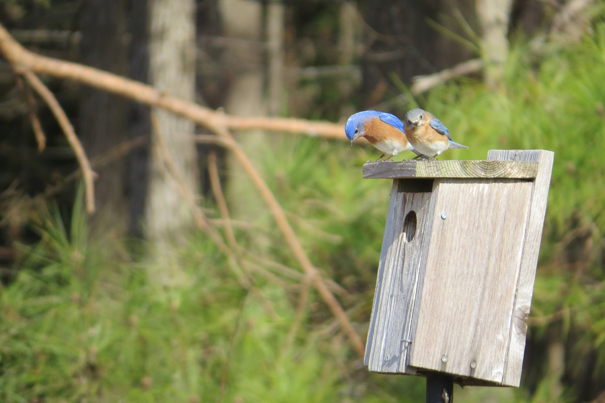 Eastern Bluebird - ML631546379