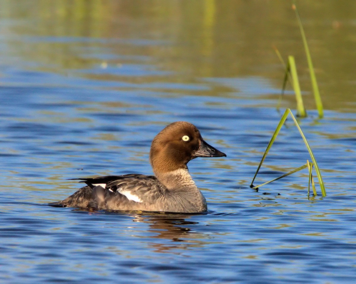 Common Goldeneye - ML63154651