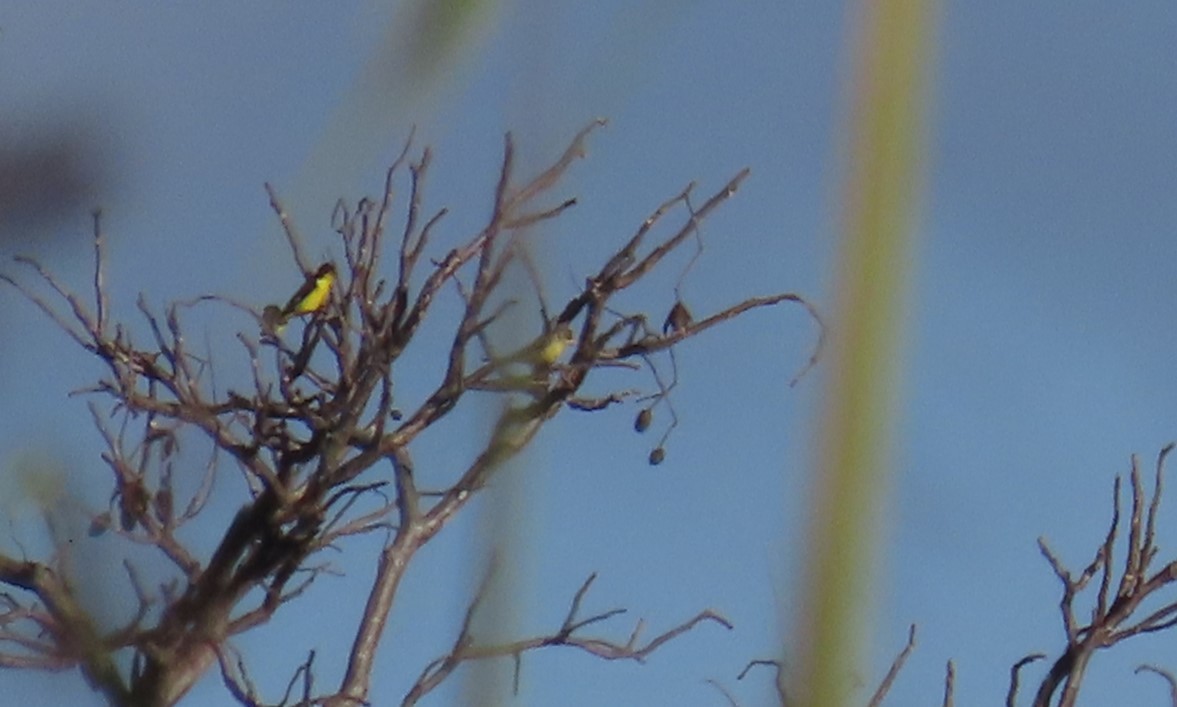 Lesser Goldfinch - ML631546531