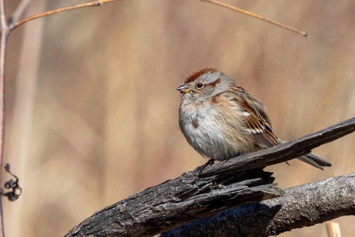 American Tree Sparrow - ML631546587