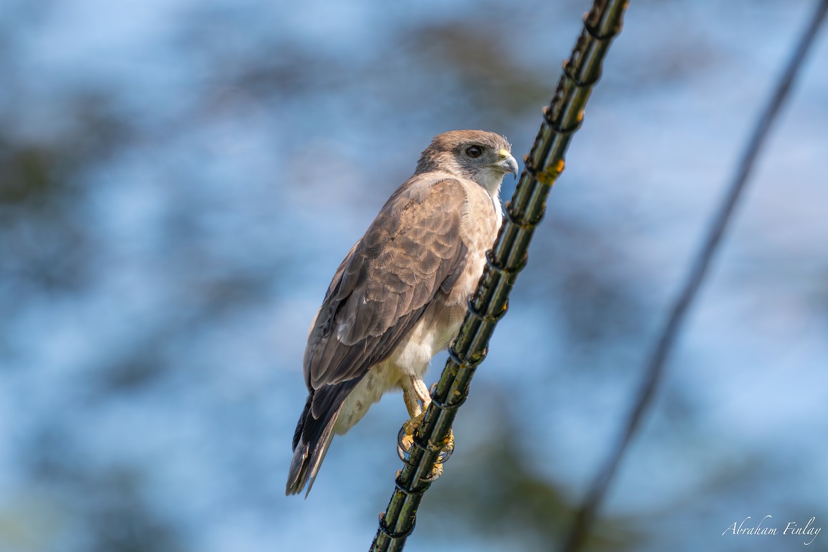 Hawaiian Hawk - ML631546595