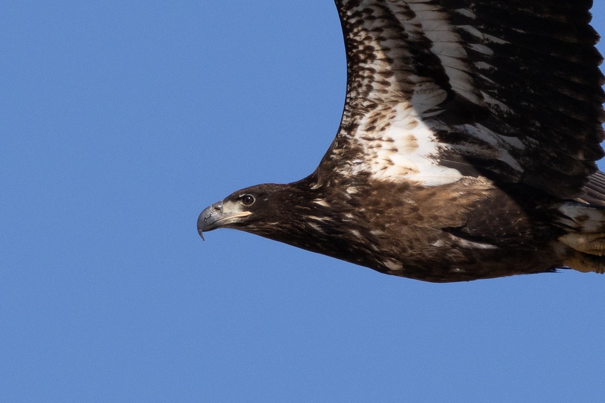 Bald Eagle - ML631546612