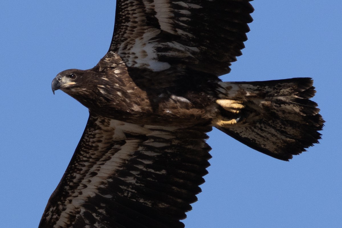Bald Eagle - ML631546613