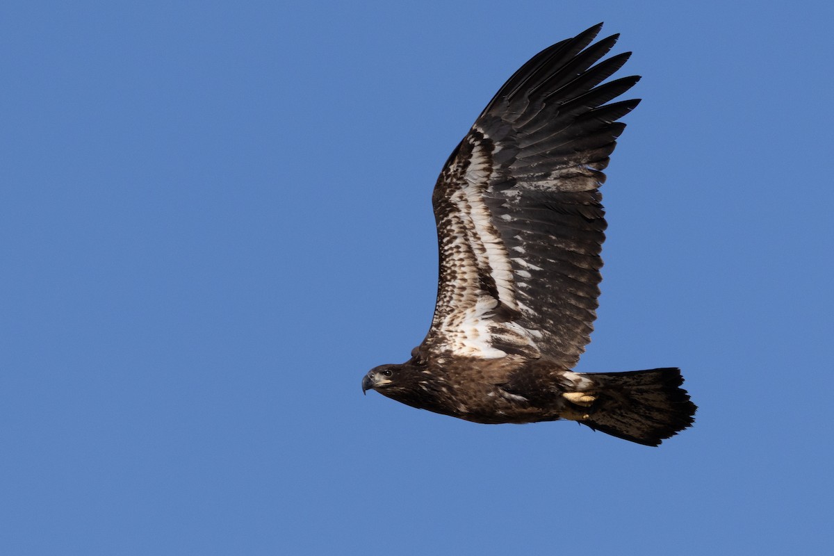 Bald Eagle - ML631546614