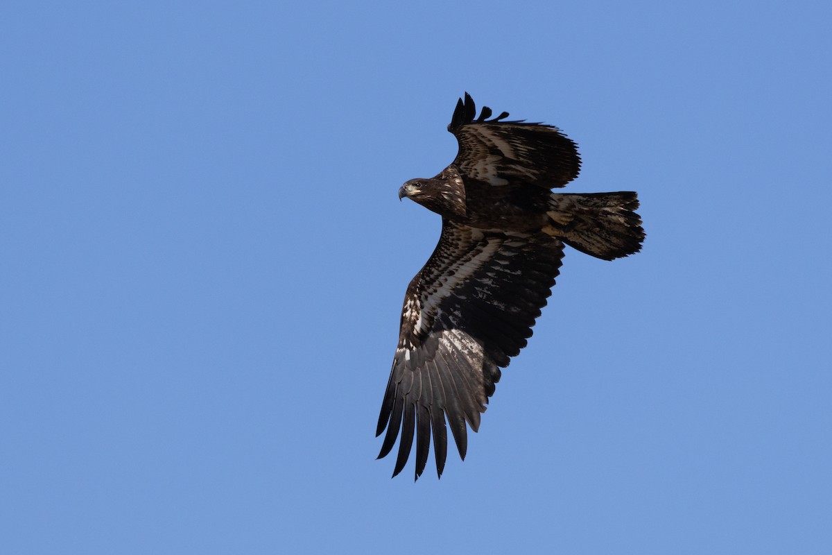 Bald Eagle - ML631546616