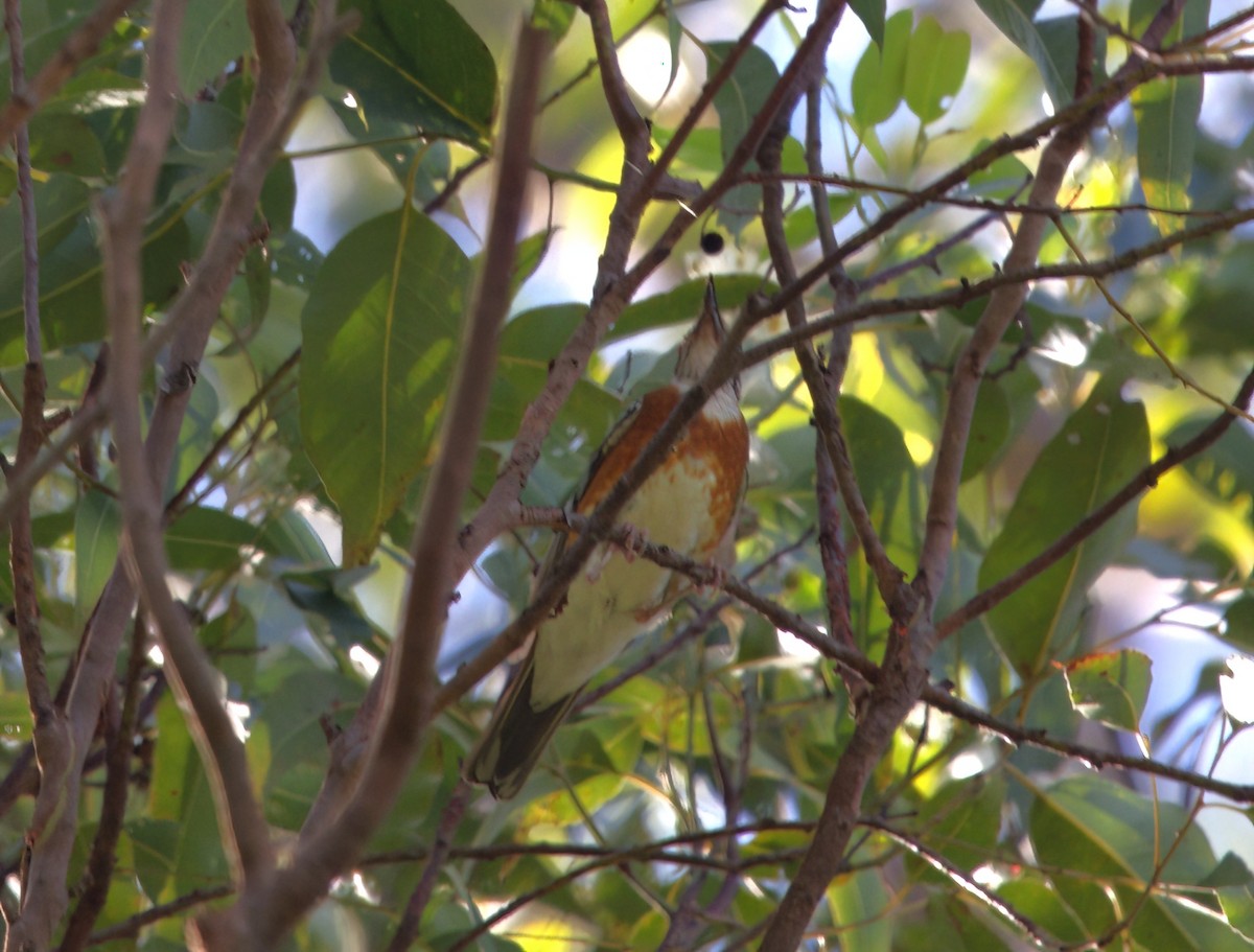 Orange-banded Thrush - ML631546617