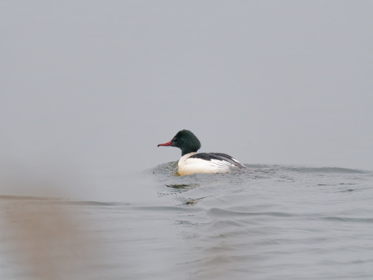 Common Merganser (Eurasian) - ML631546621