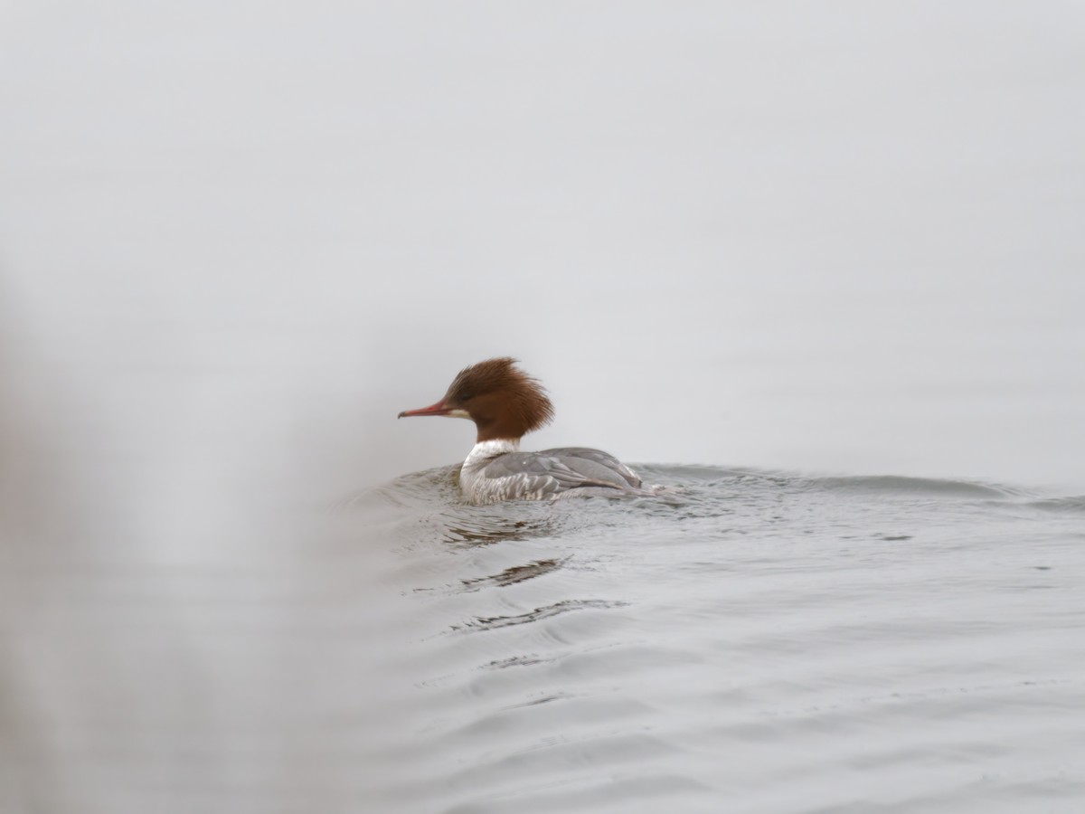 Common Merganser (Eurasian) - ML631546694