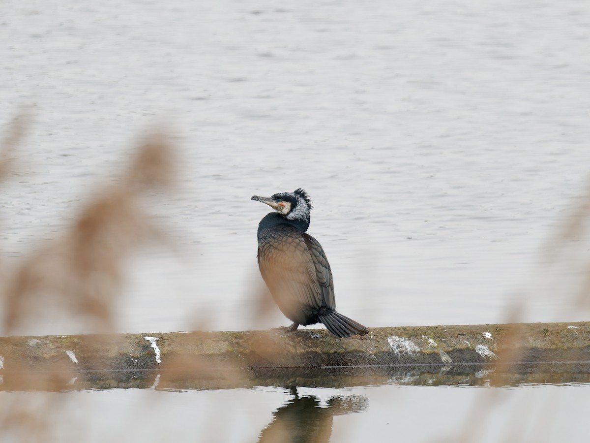 Great Cormorant (Eurasian) - ML631546722