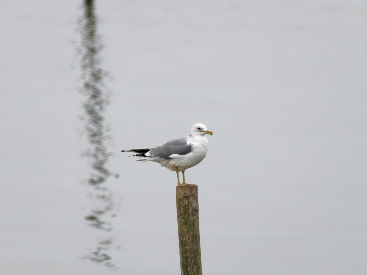 Caspian Gull - ML631546796