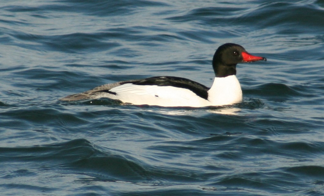 Common Merganser - ML631546953