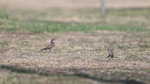 drozd rezavý - ML631547010