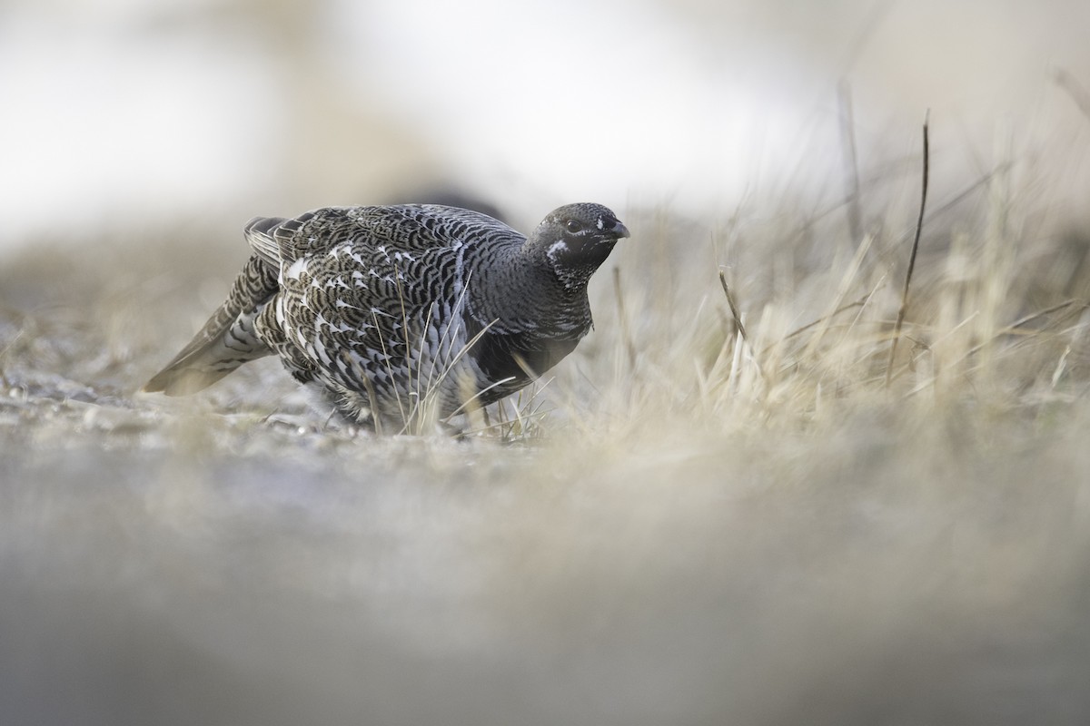 Spruce Grouse - ML631547094