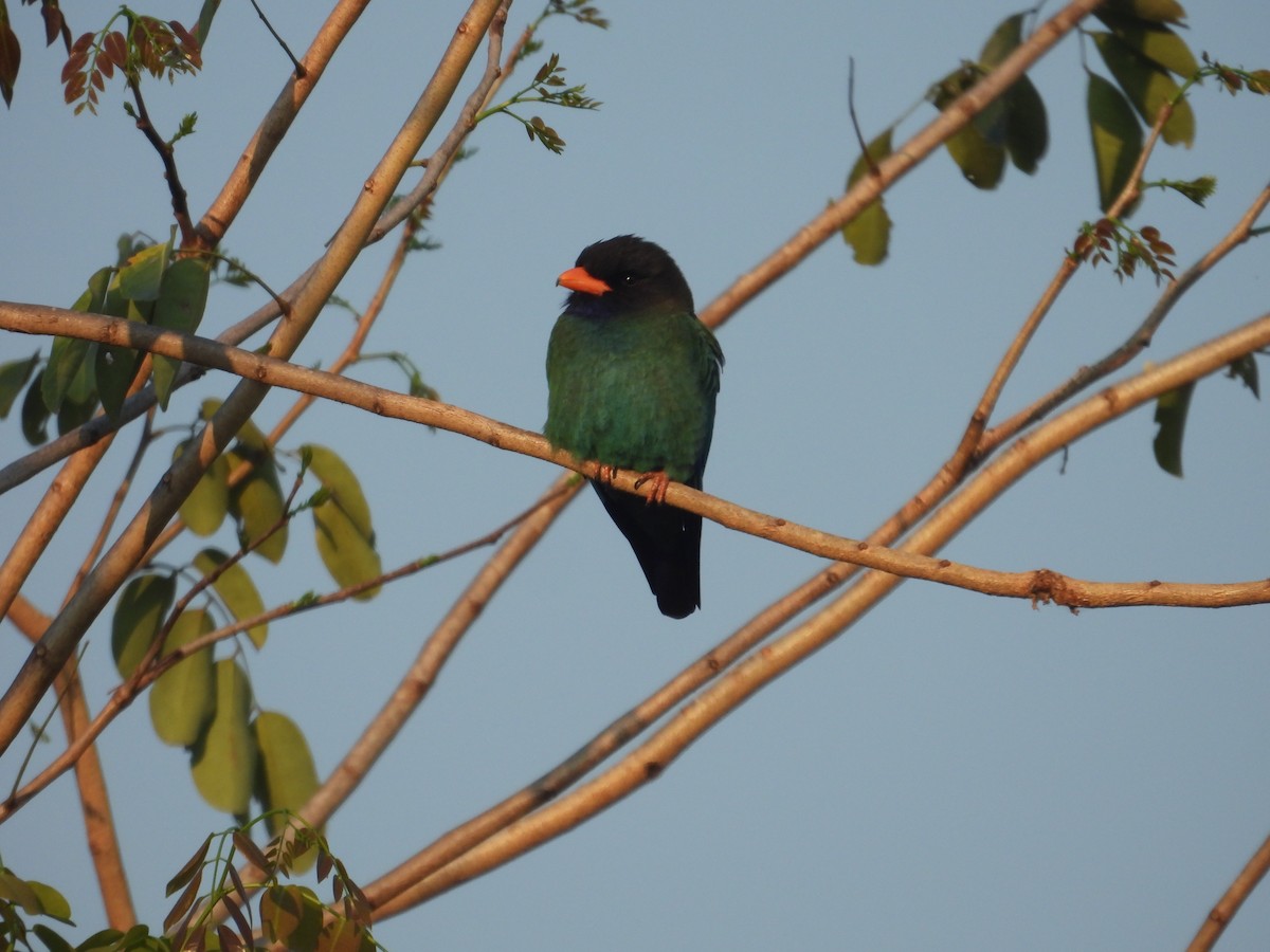 Dollarbird - ML631547300