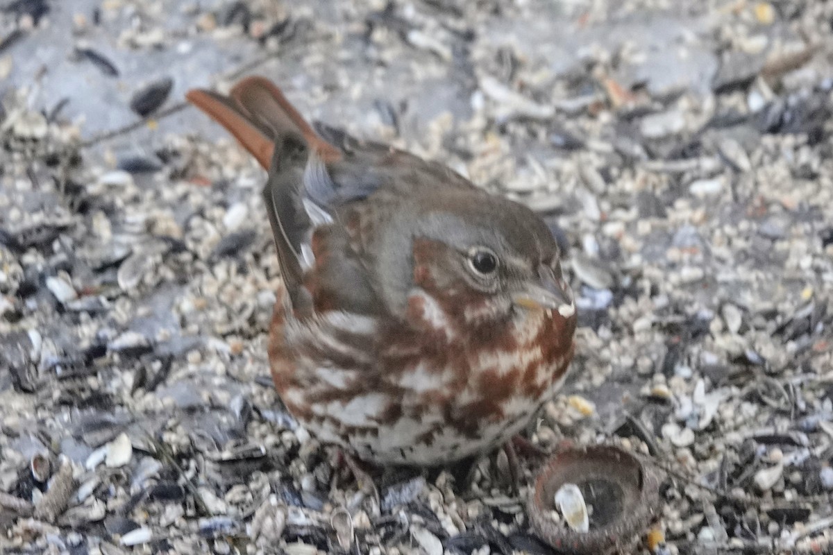 Fox Sparrow (Red) - ML631547303