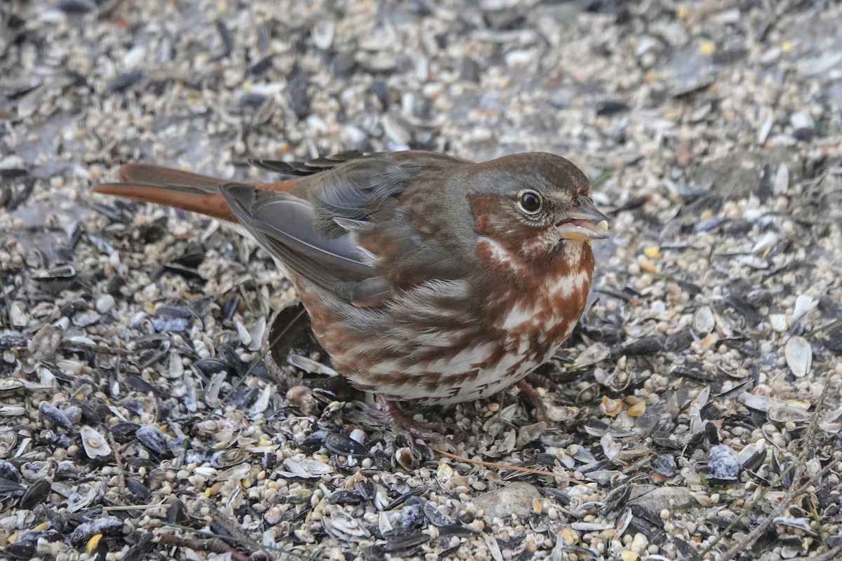 Fox Sparrow (Red) - ML631547304