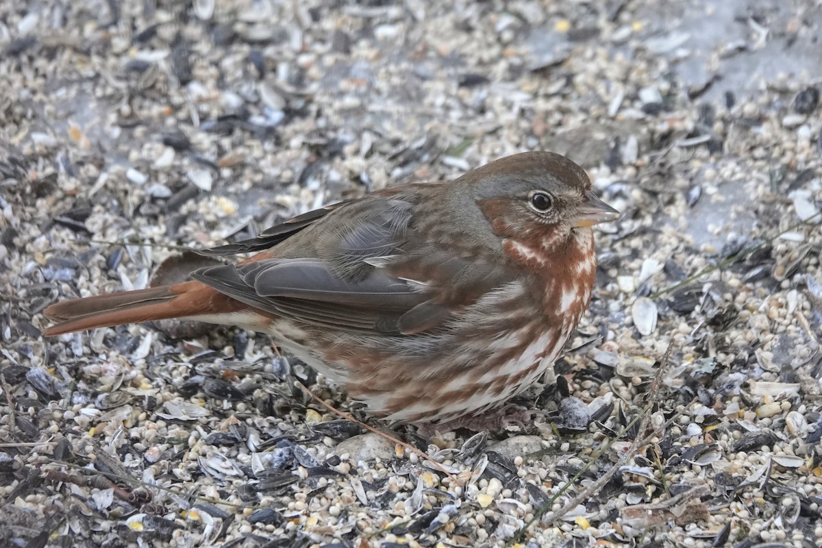 Fox Sparrow (Red) - ML631547306