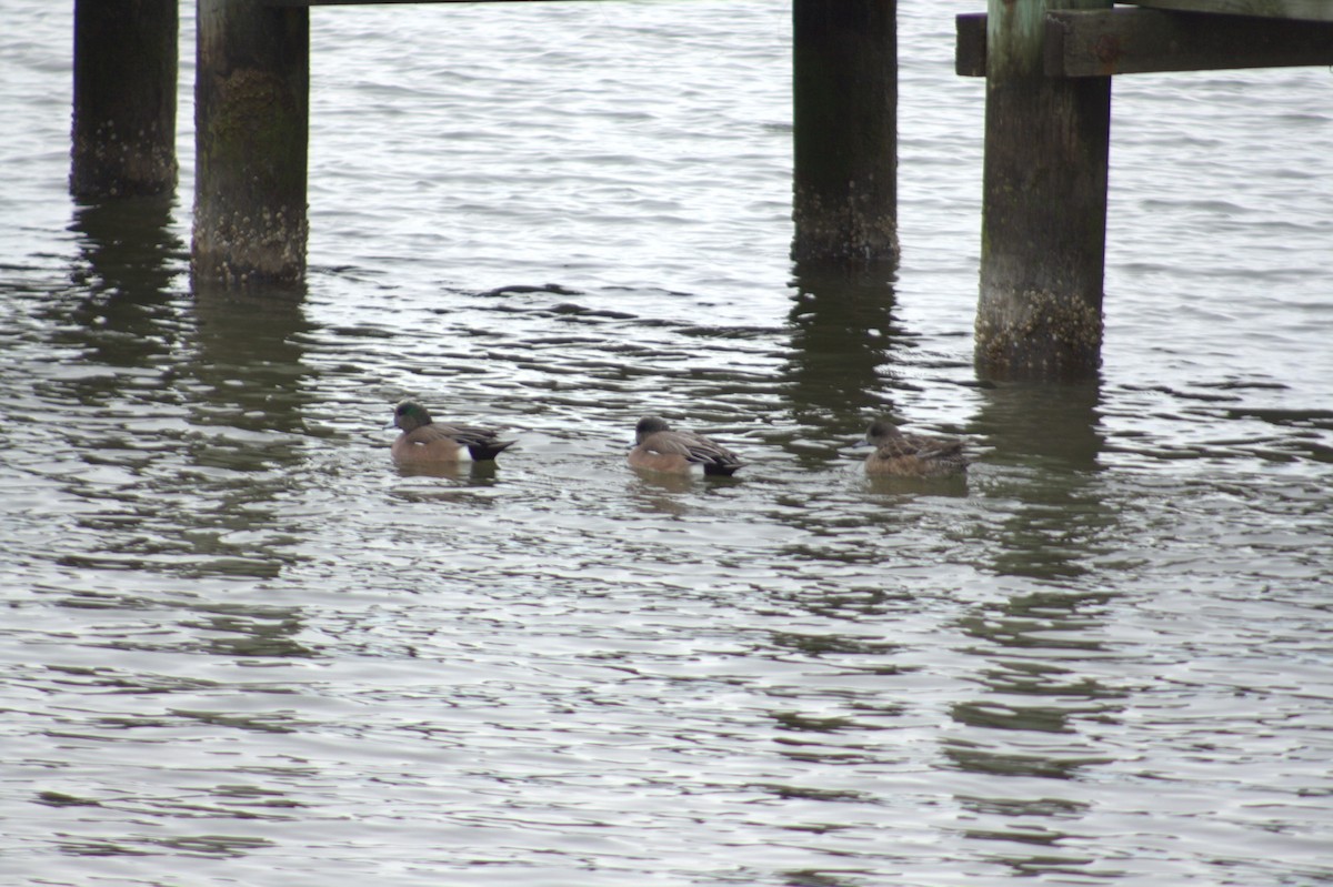 American Wigeon - ML631547367