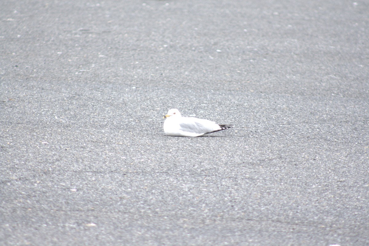 Ring-billed Gull - ML631547379