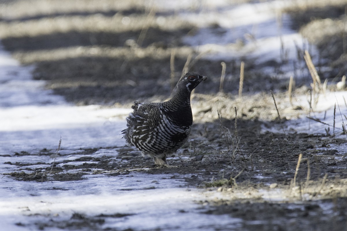 Spruce Grouse - ML631547419