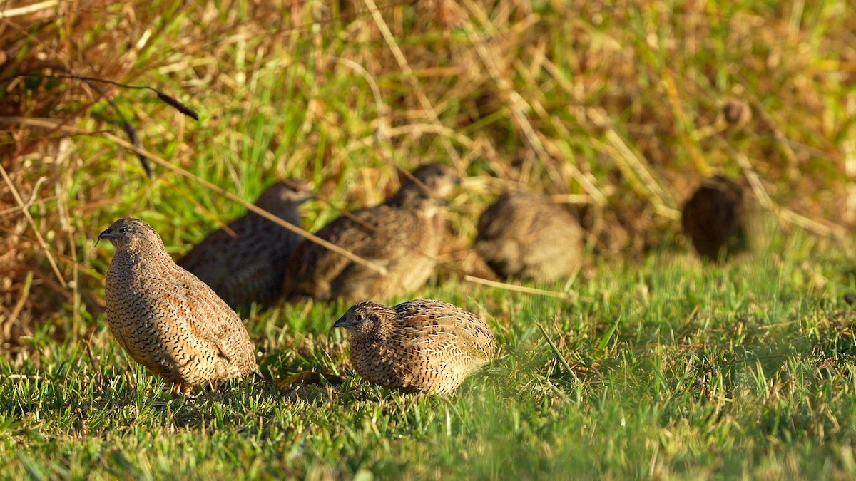 Brown Quail - ML631547493