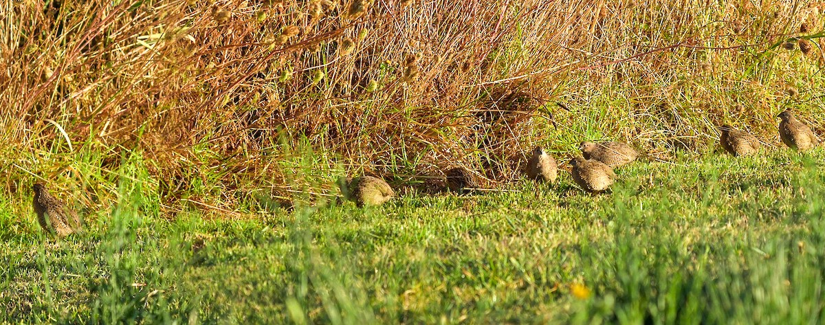 Brown Quail - ML631547494