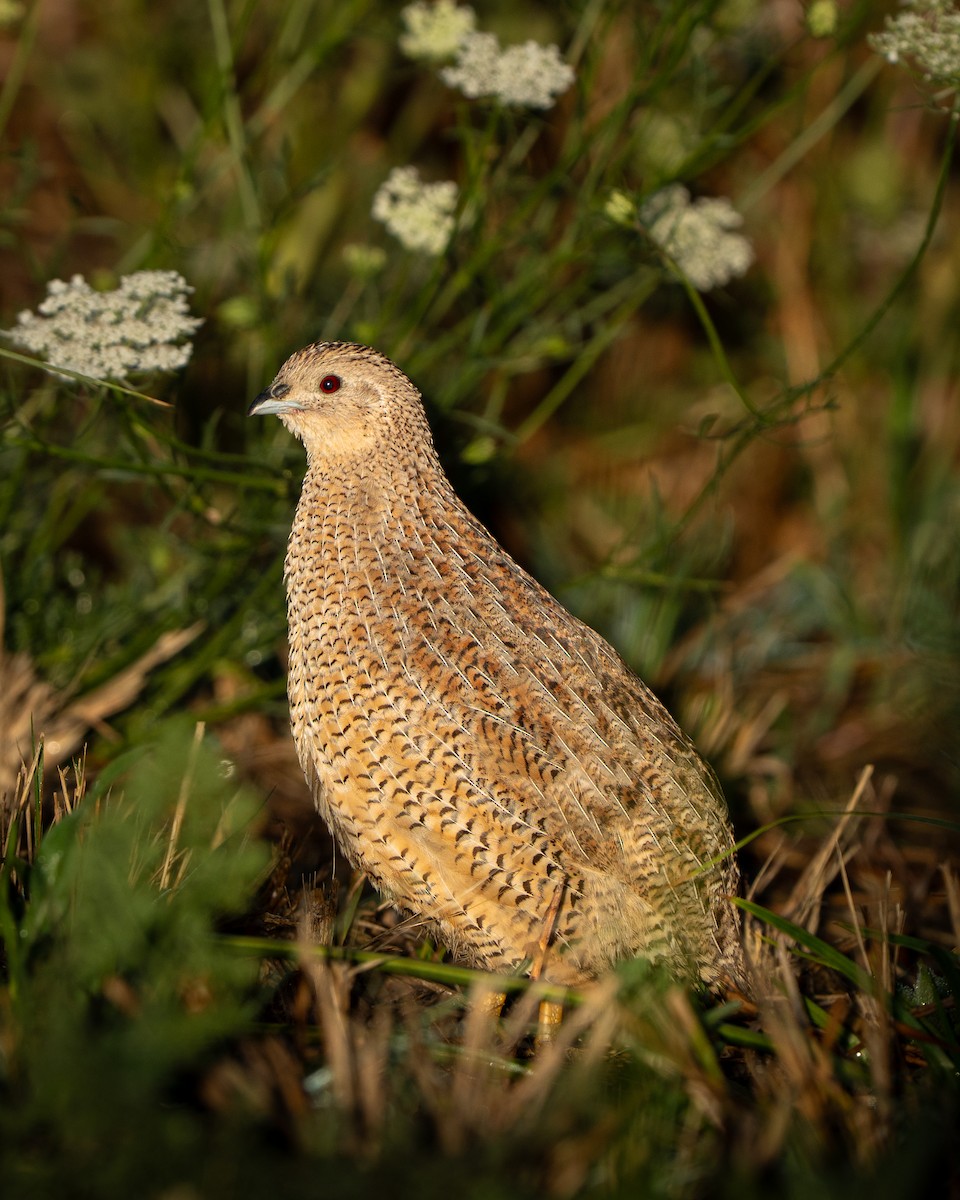 Brown Quail - ML631547495