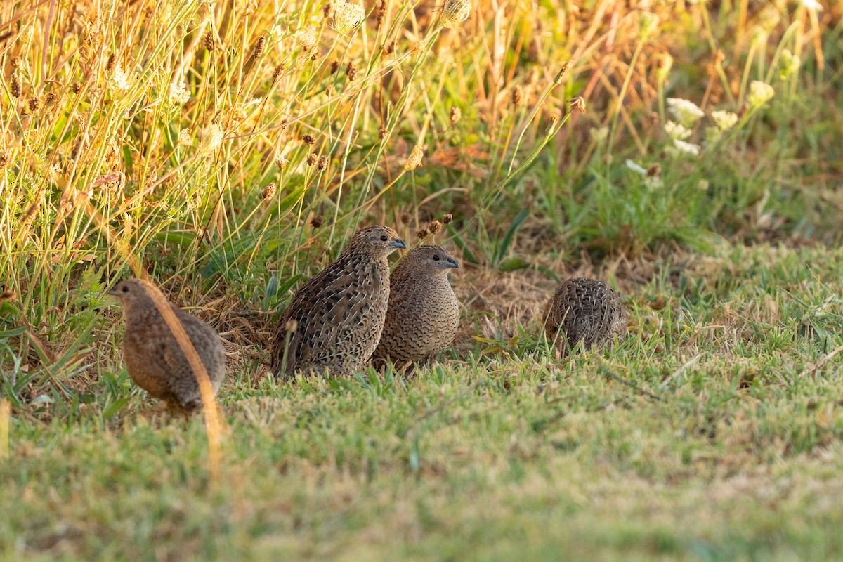 Brown Quail - ML631547496