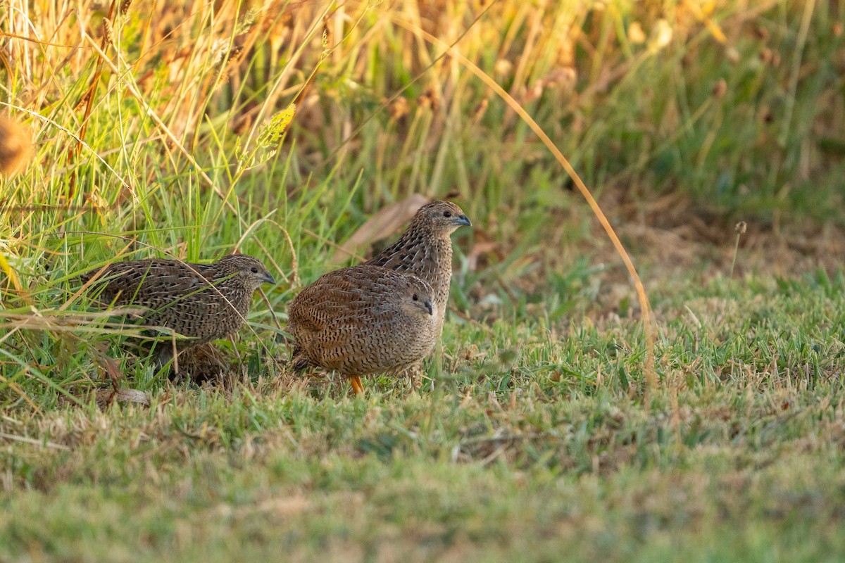 Brown Quail - ML631547497