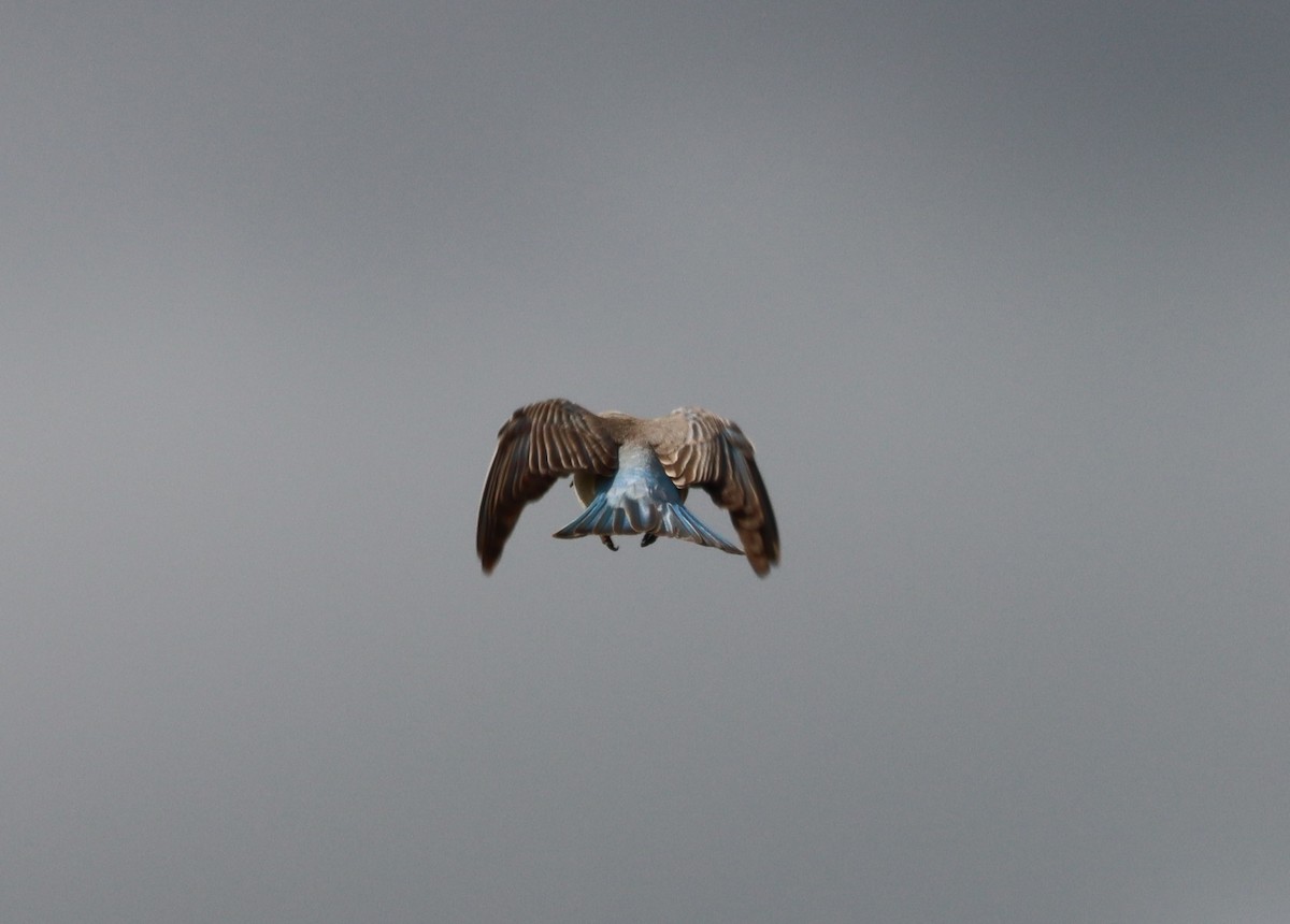 Mountain Bluebird - ML631547542
