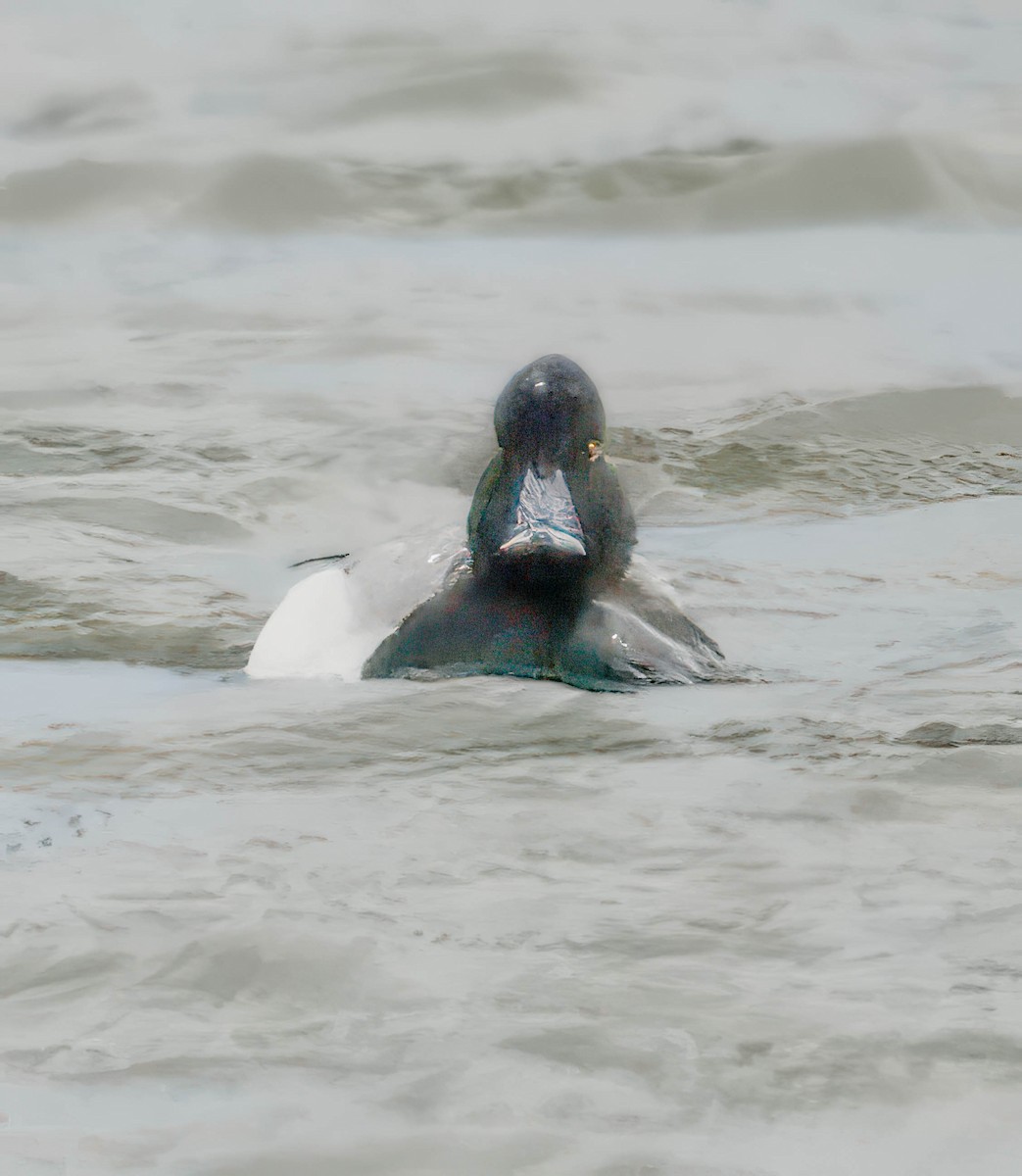 Lesser Scaup - ML631547562