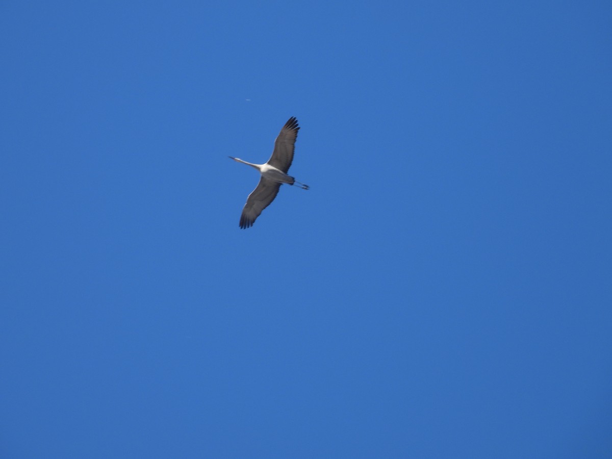 Grulla Canadiense - ML631547696