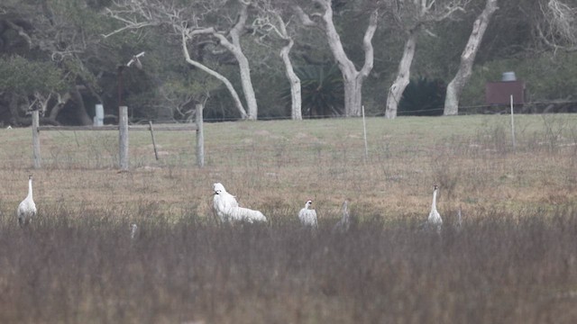Whooping Crane - ML631548381