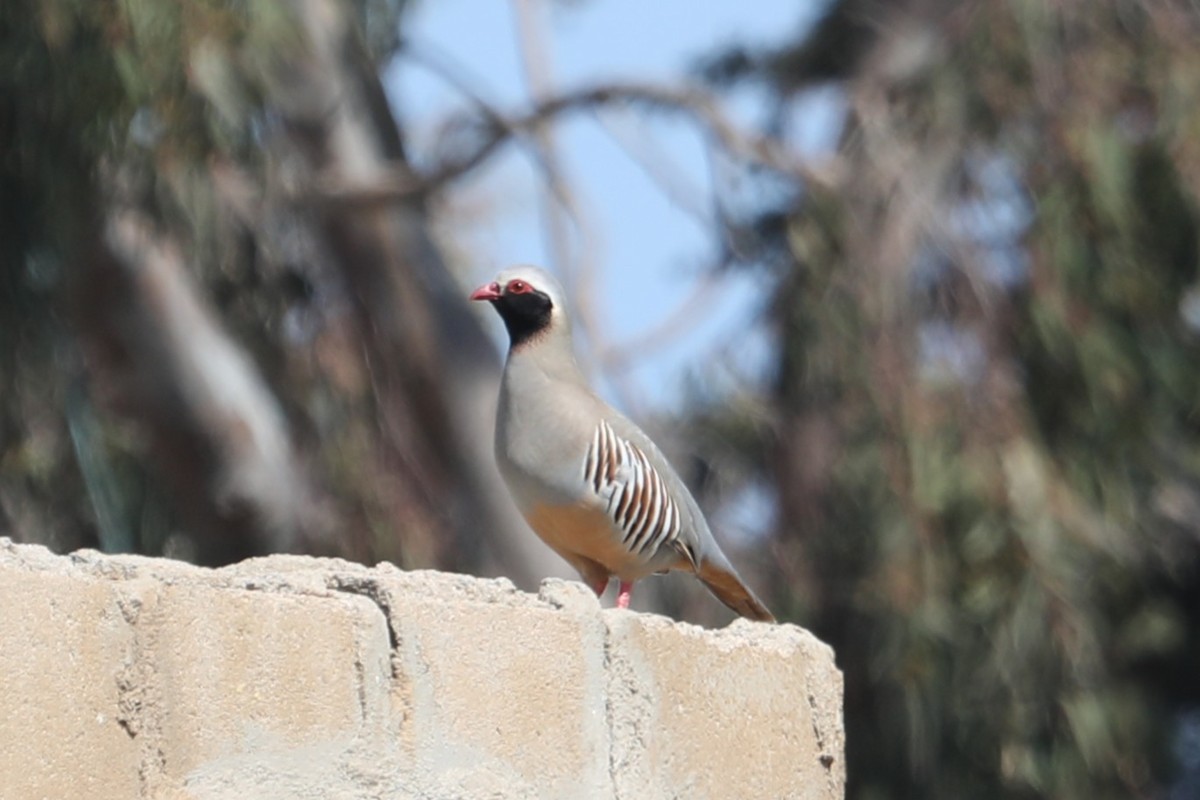 Philby's Partridge - ML631548778