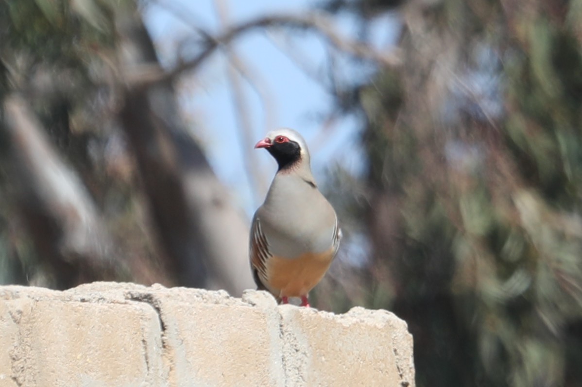Philby's Partridge - ML631548784