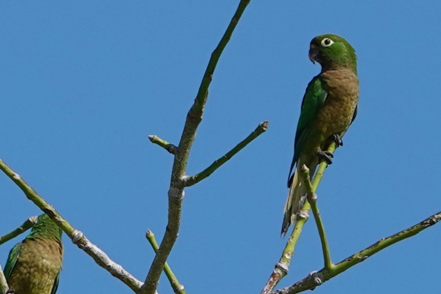 Olive-throated Parakeet - ML631548902