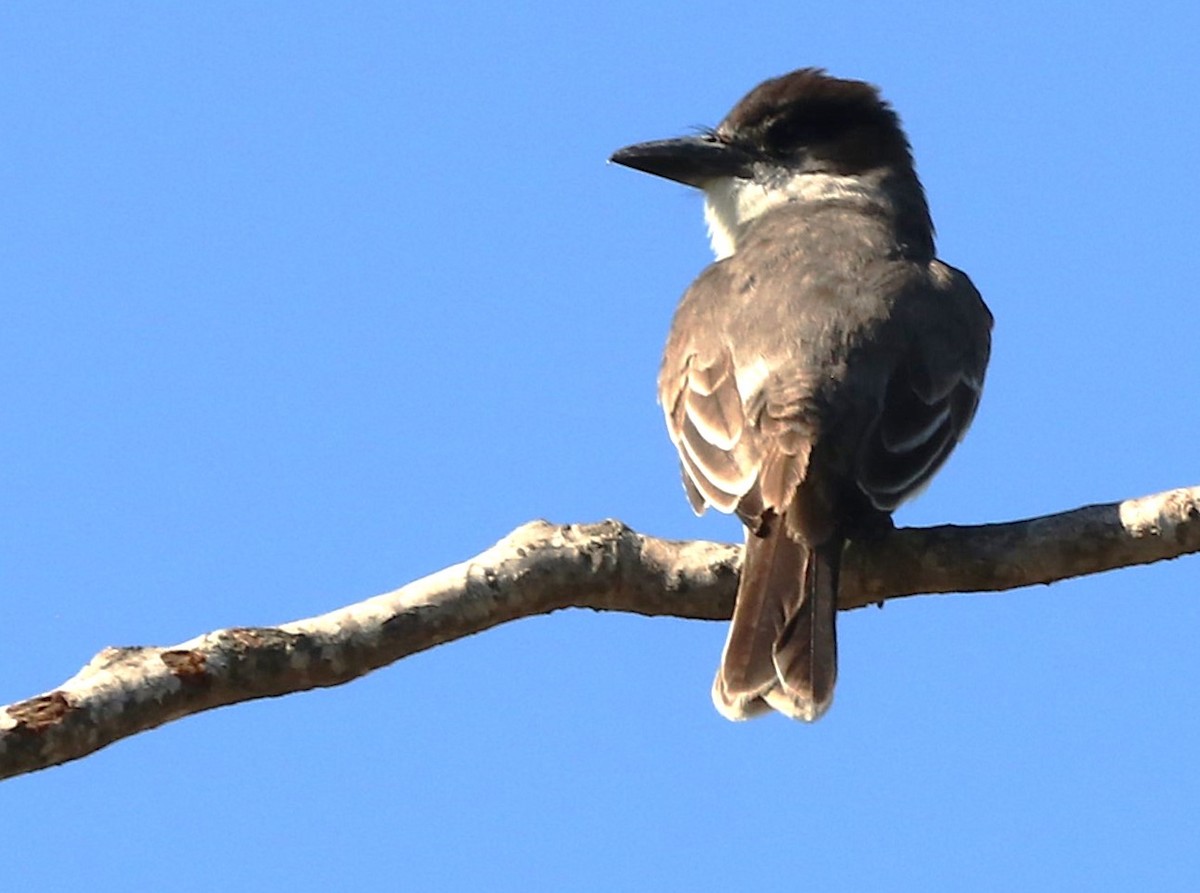 Giant Kingbird - ML631548905