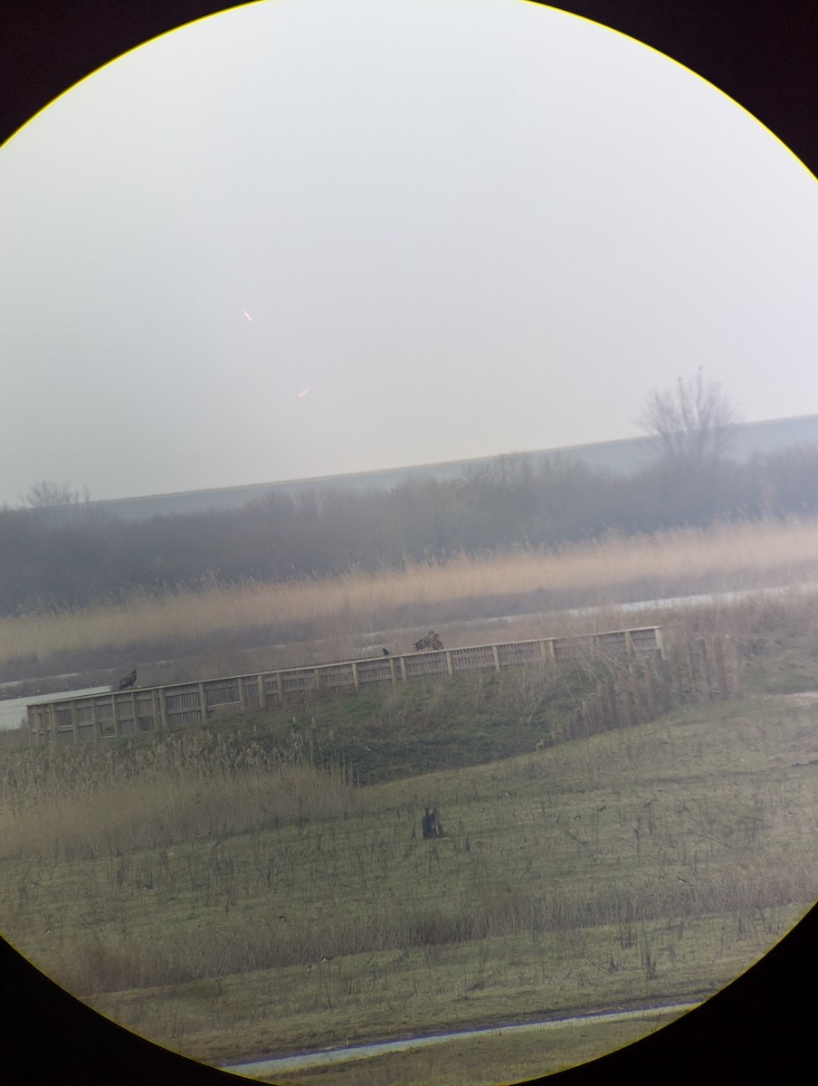 Цагаан сүүлт нөмрөг бүргэд - ML631548963