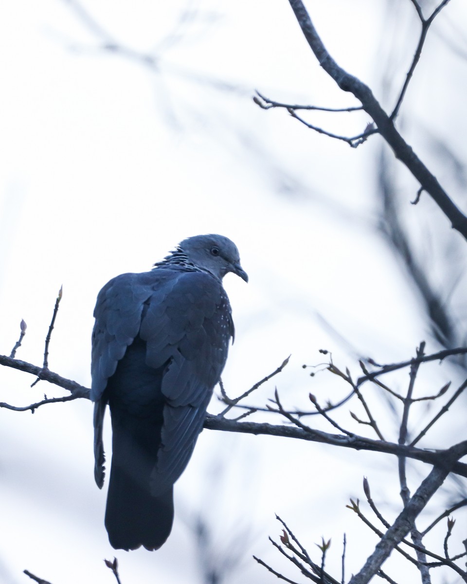 Pigeon de Hodgson - ML631549213