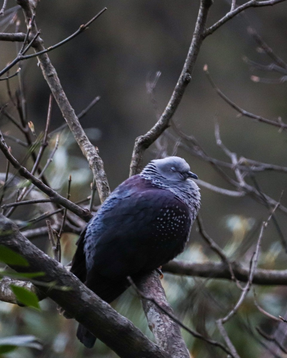 Pigeon de Hodgson - ML631549214